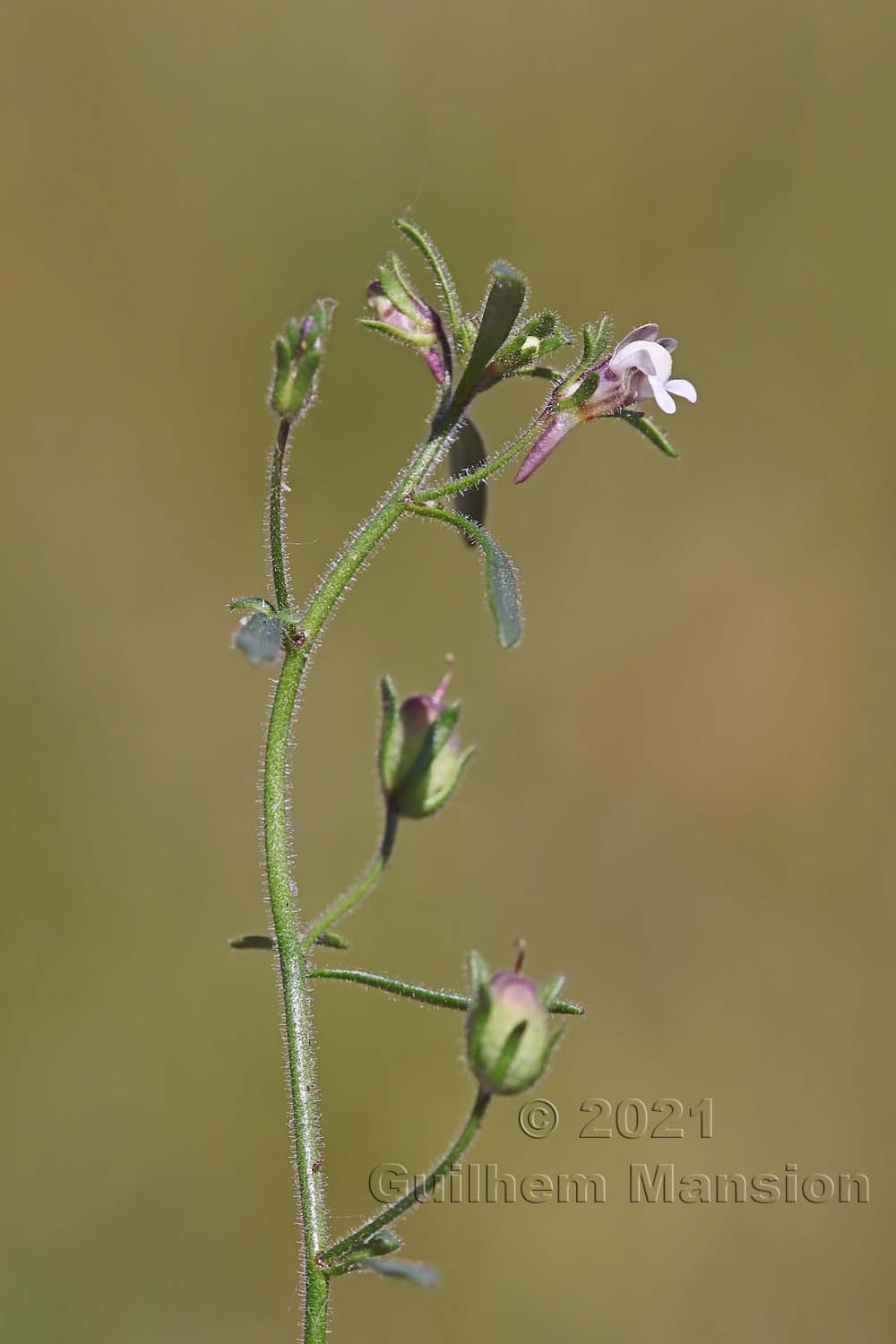 Chaenorhinum minus