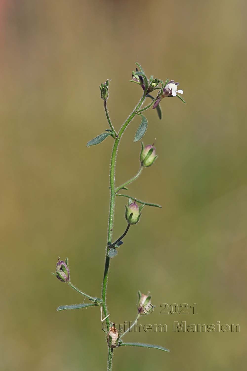 Chaenorhinum minus