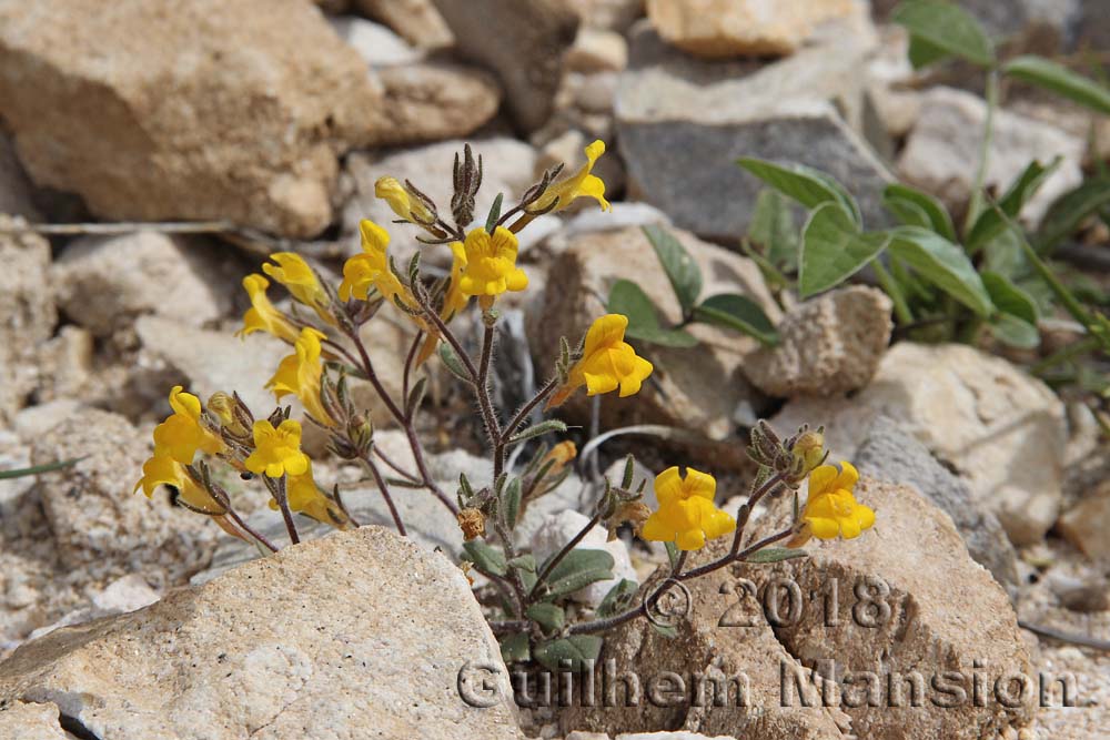 Chaenorhinum rubrifolium subsp. raveyi