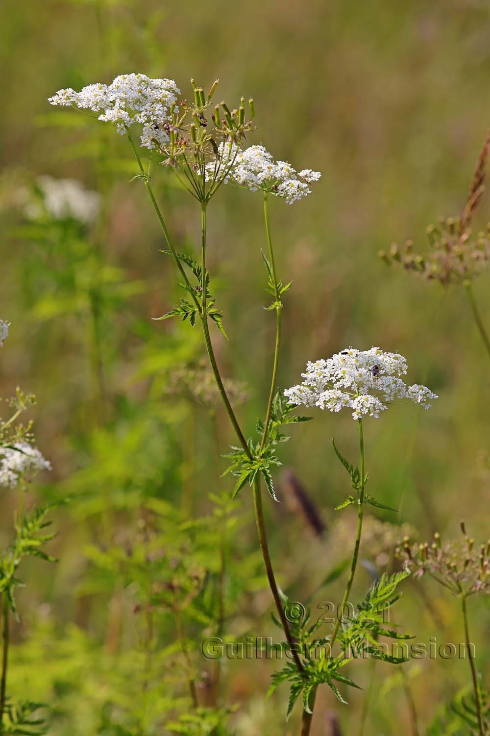 Chaerophyllum aureum