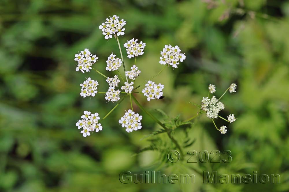 Chaerophyllum aureum