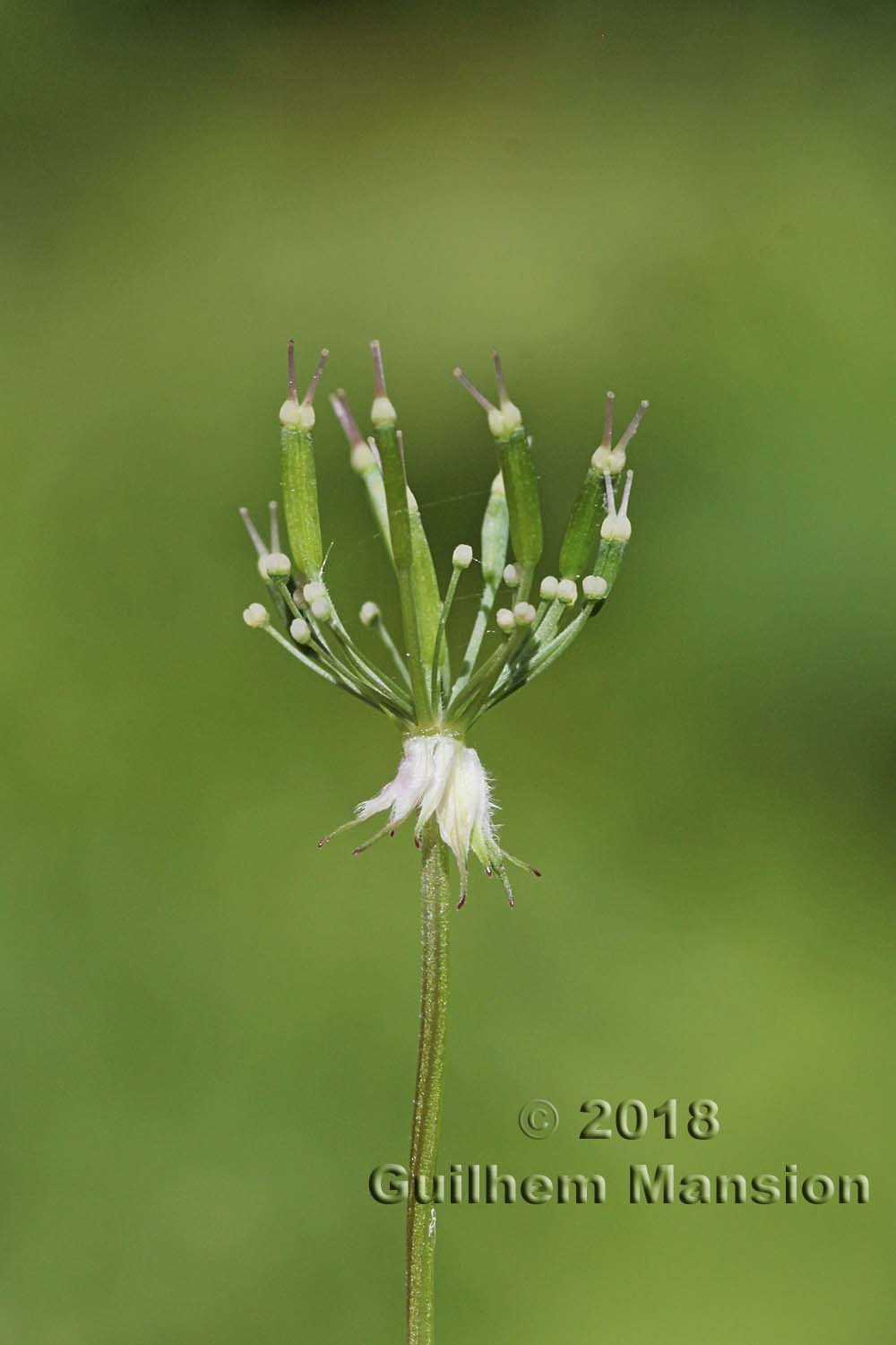 Chaerophyllum hirsutum