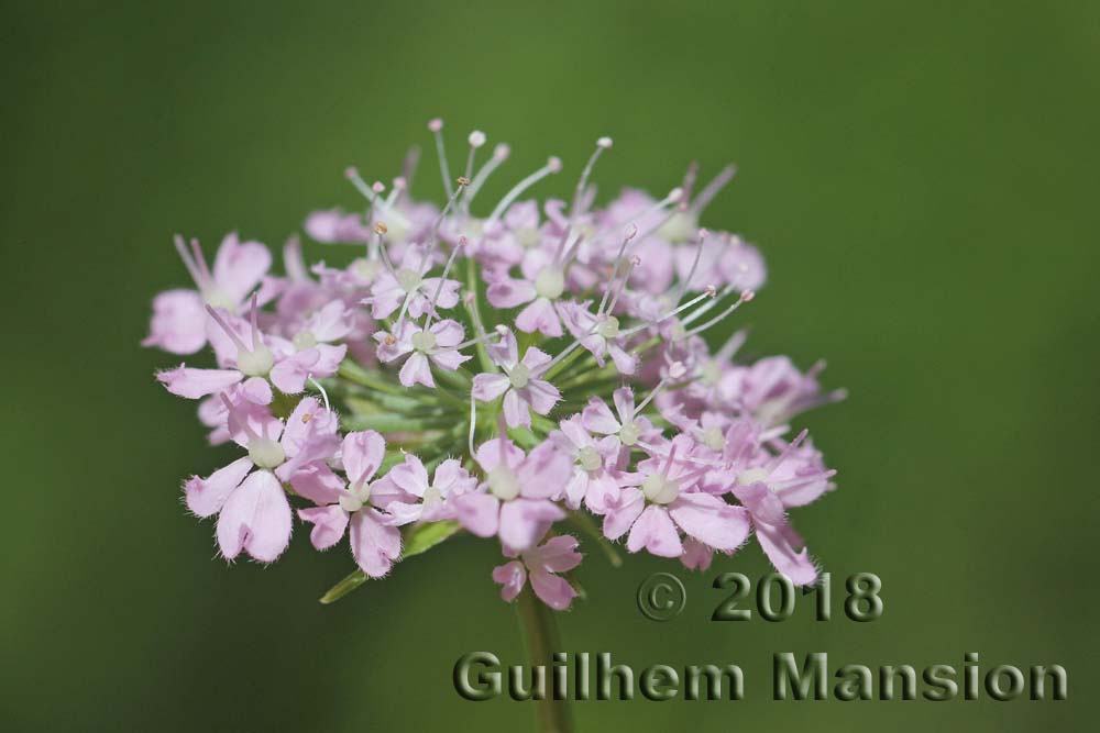 Chaerophyllum hirsutum