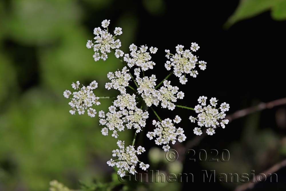 Chaerophyllum temulum