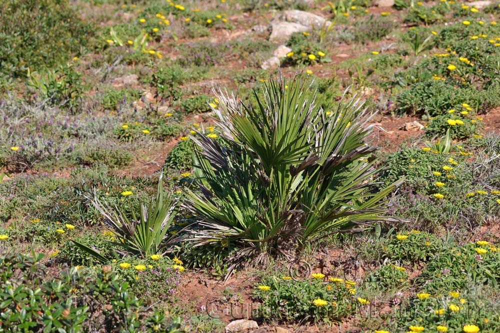 Chamaerops humilis