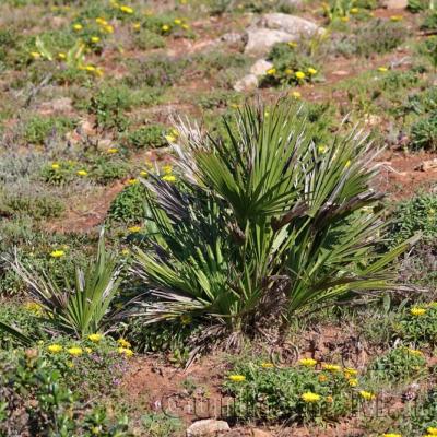 Chamaerops humilis