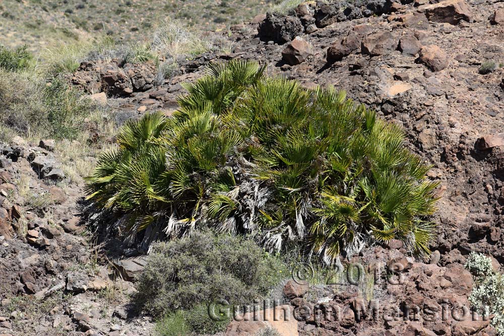 Chamaerops humilis