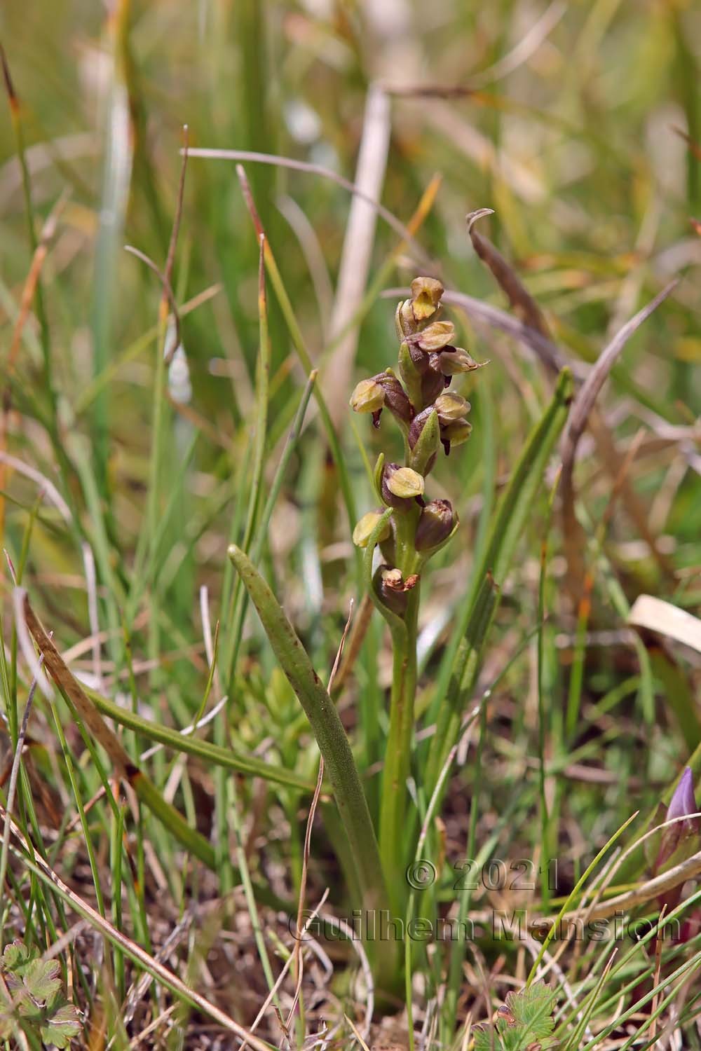 Chamorchis alpina