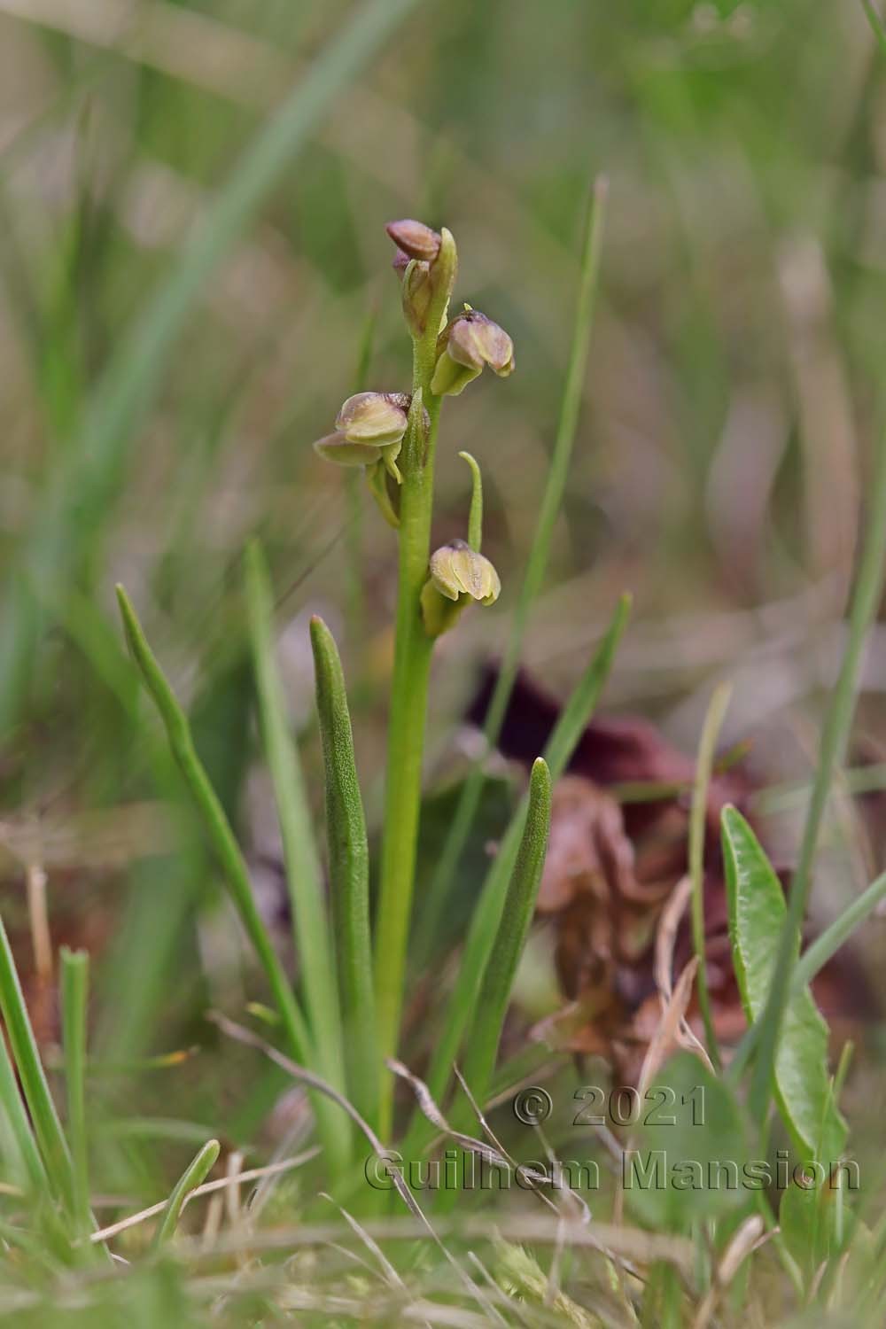 Chamorchis alpina