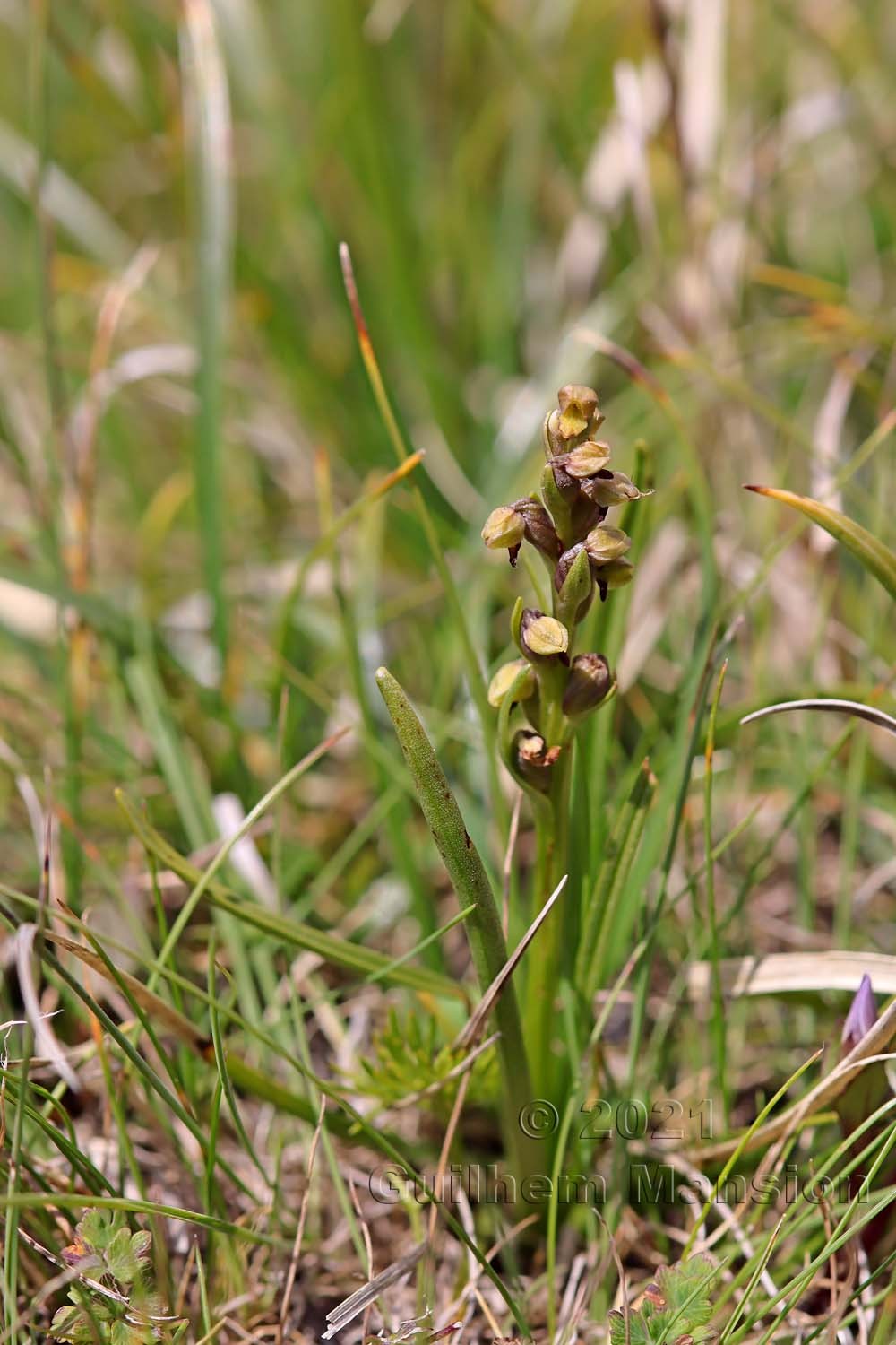 Chamorchis alpina