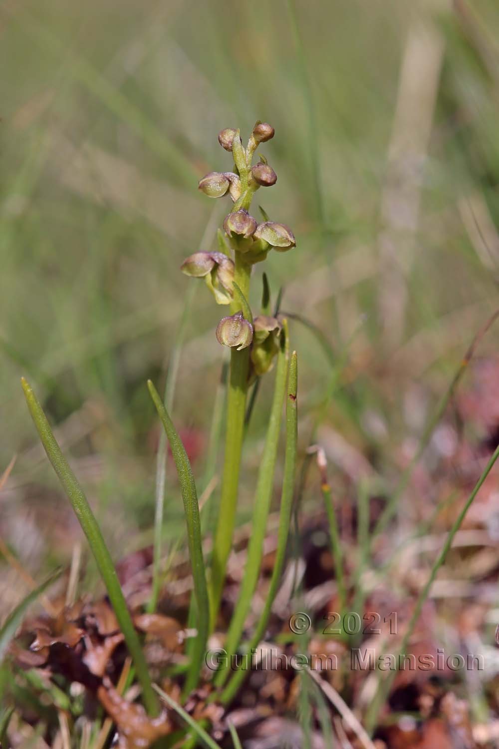 Chamorchis alpina