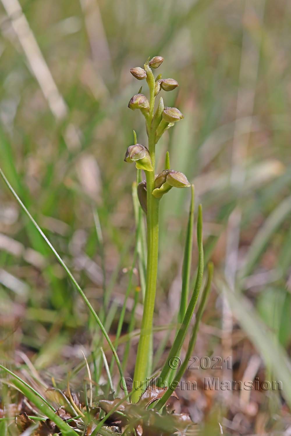 Chamorchis alpina