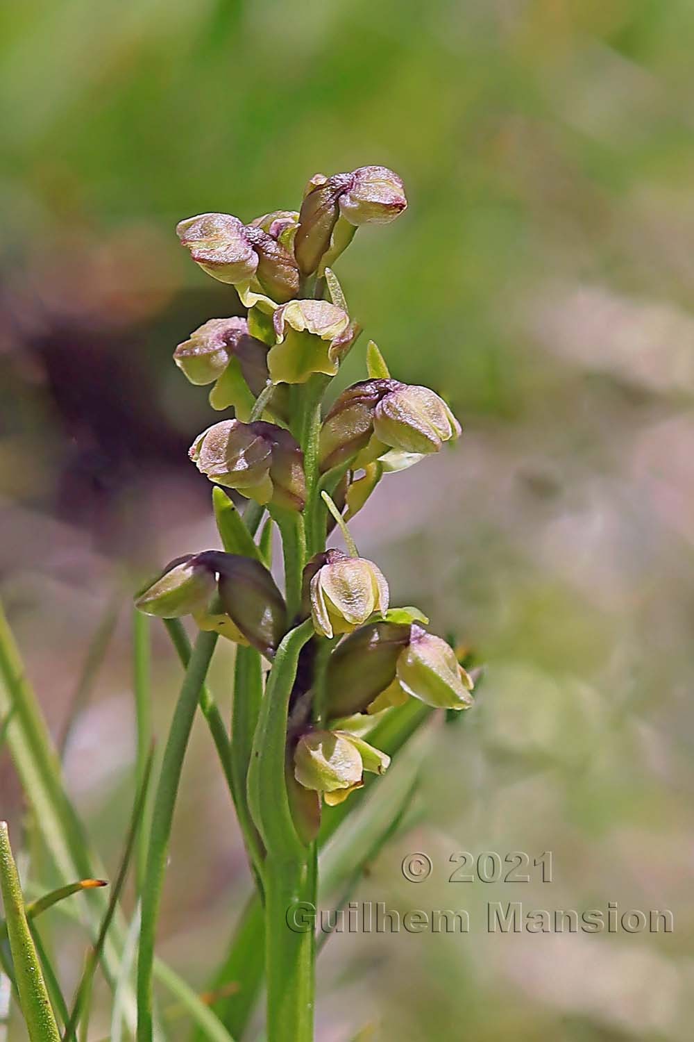 Chamorchis alpina