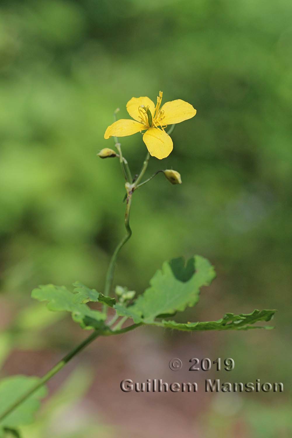 Chelidonium majus