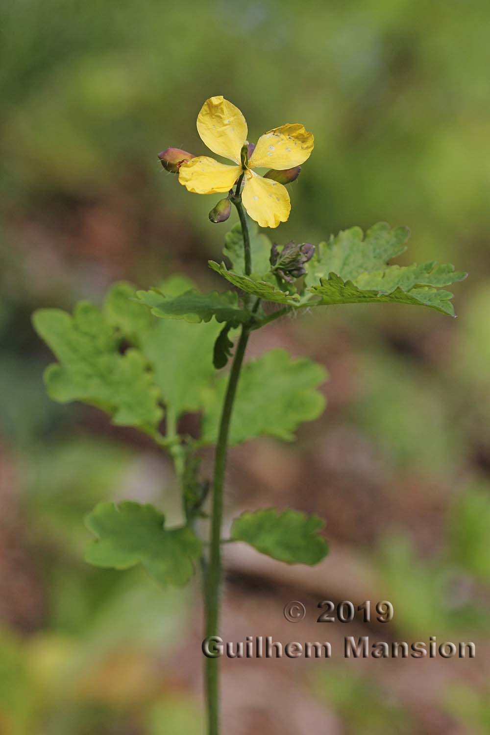 Chelidonium majus