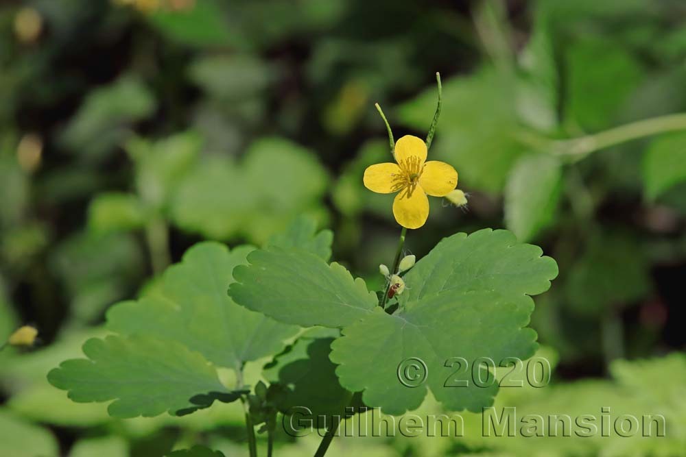 Chelidonium majus