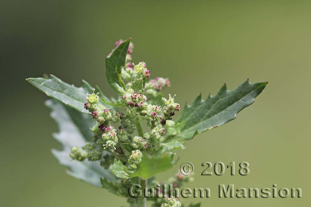 Chenopodiastrum [Chenopodium] murale