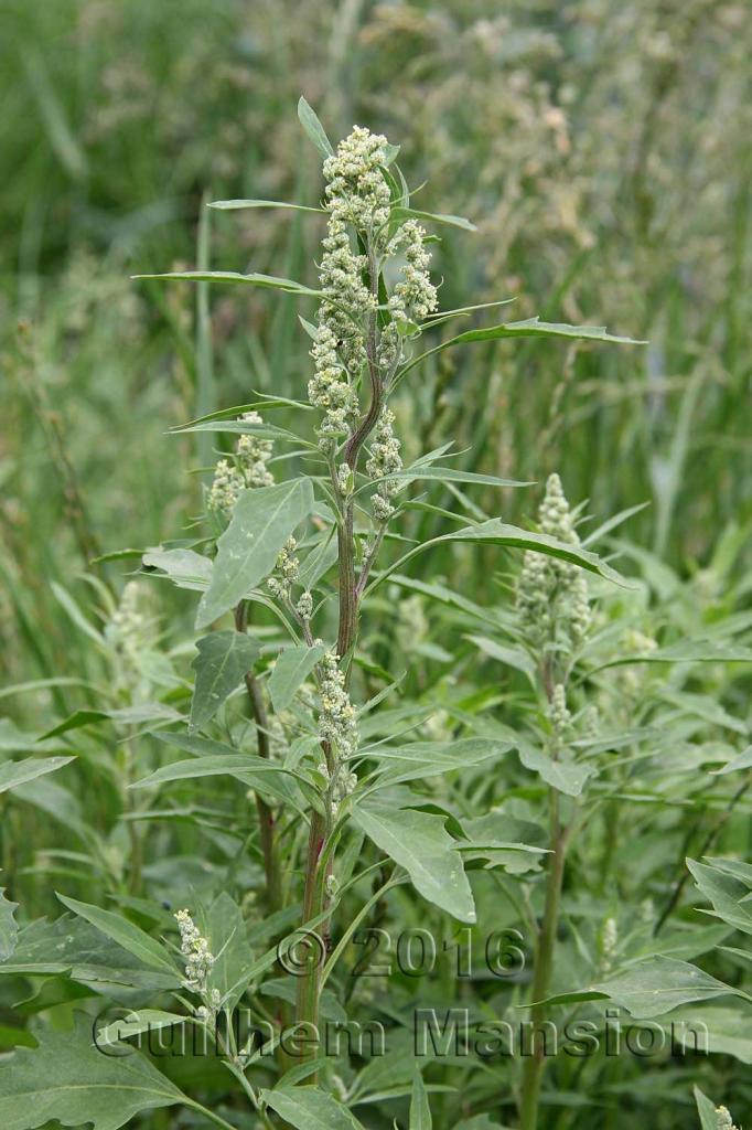 Chenopodium album