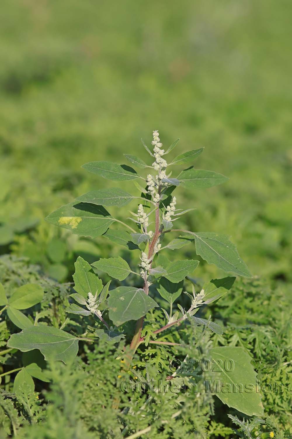 Chenopodium album