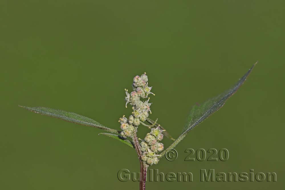 Chenopodium album