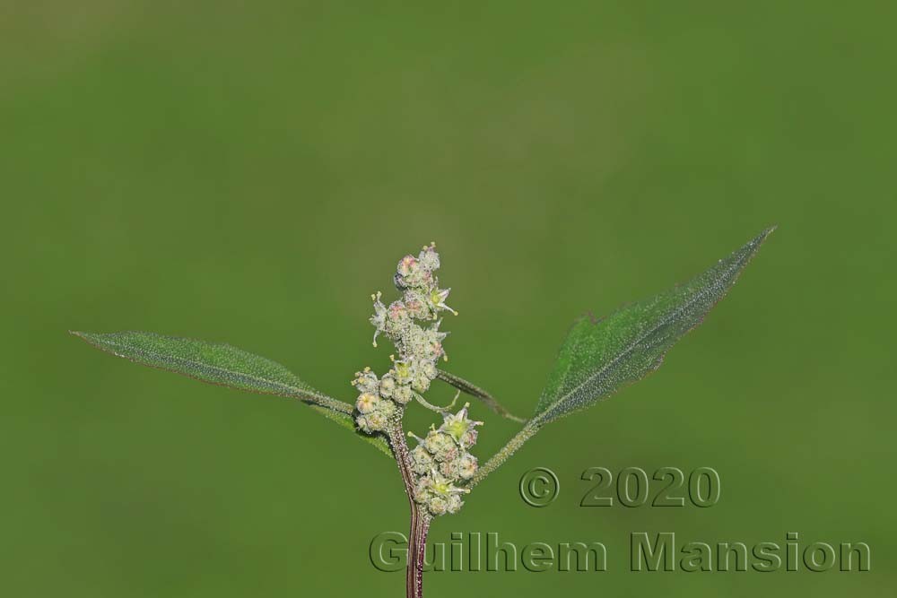 Chenopodium album