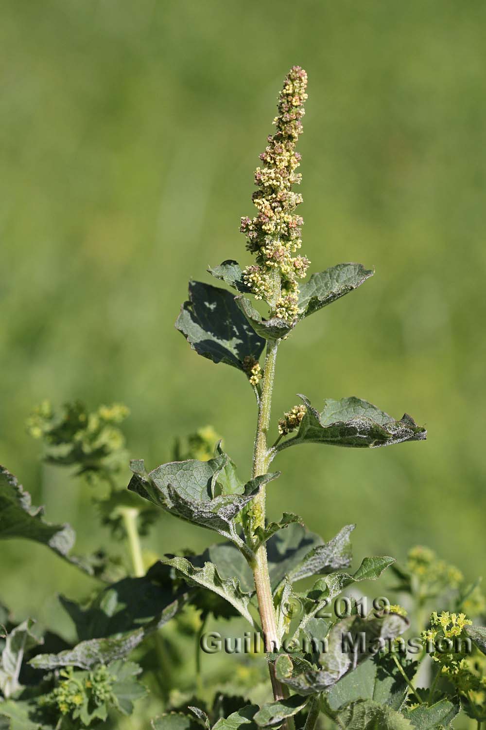 Chenopodium bonus-henricus