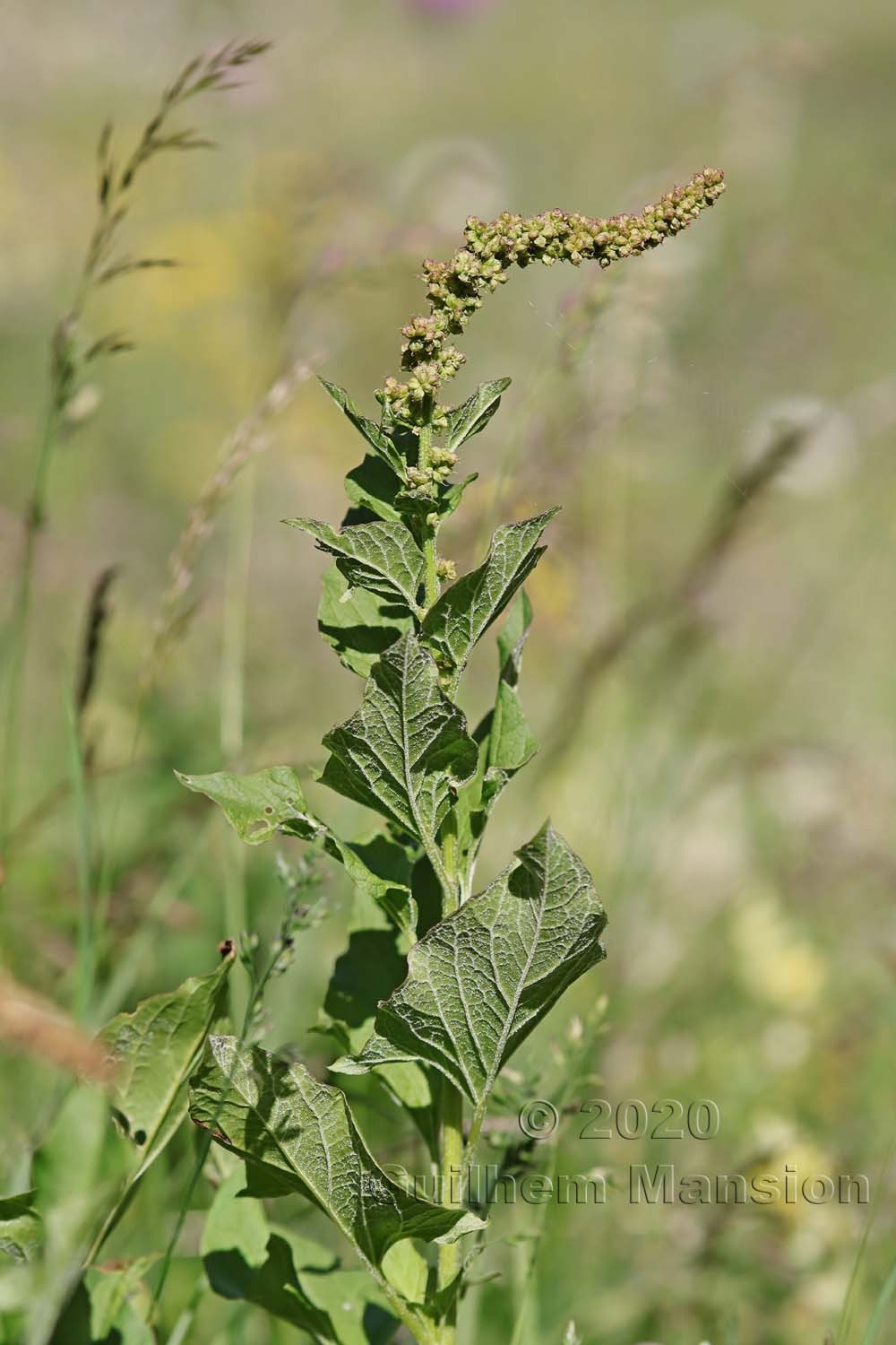 Chenopodium bonus-henricus