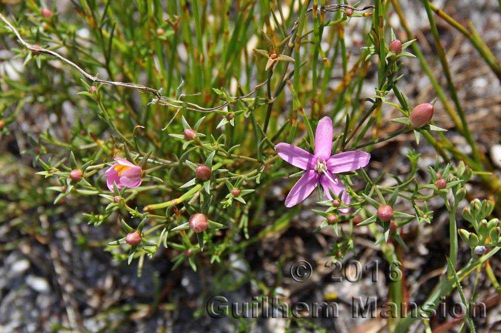 Chironia linoides subsp. nana