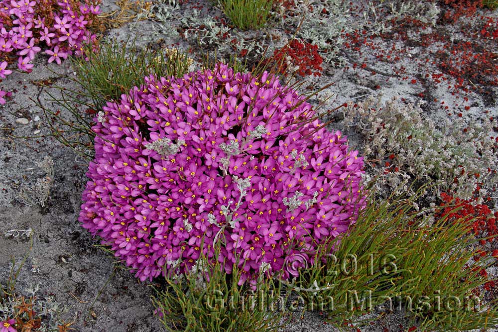 Chironia linoides subsp. nana