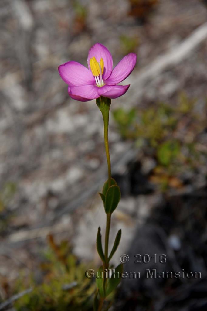 Chironia tetragona