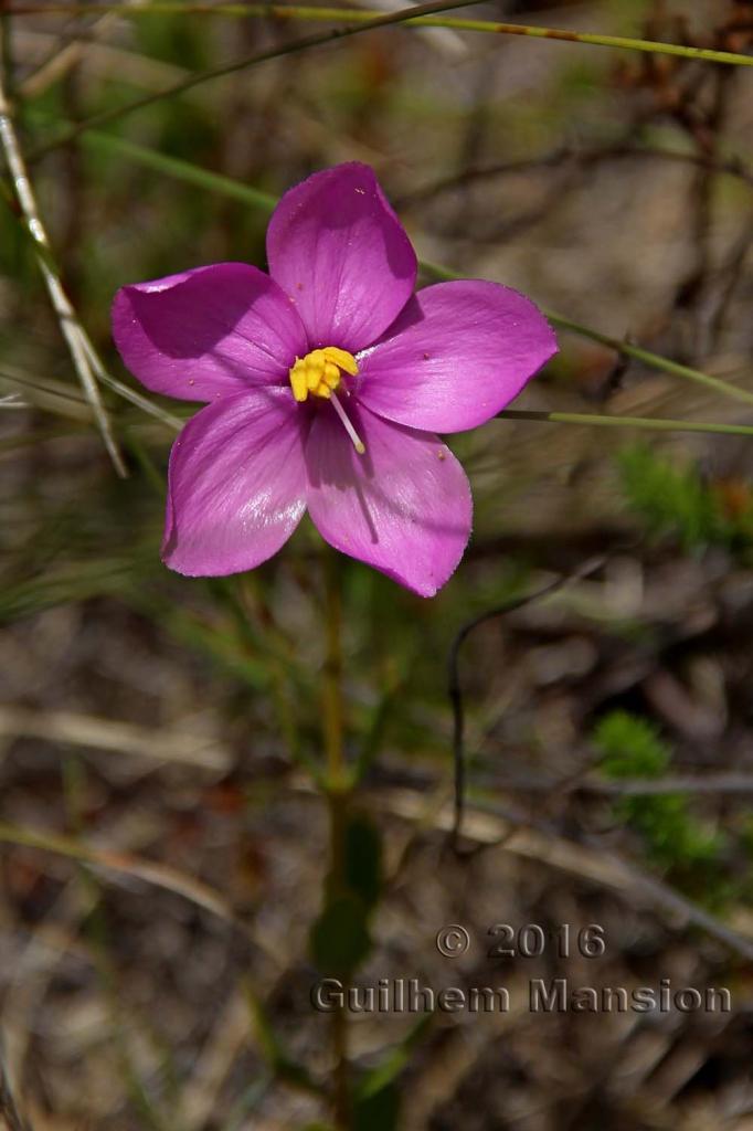 Chironia tetragona