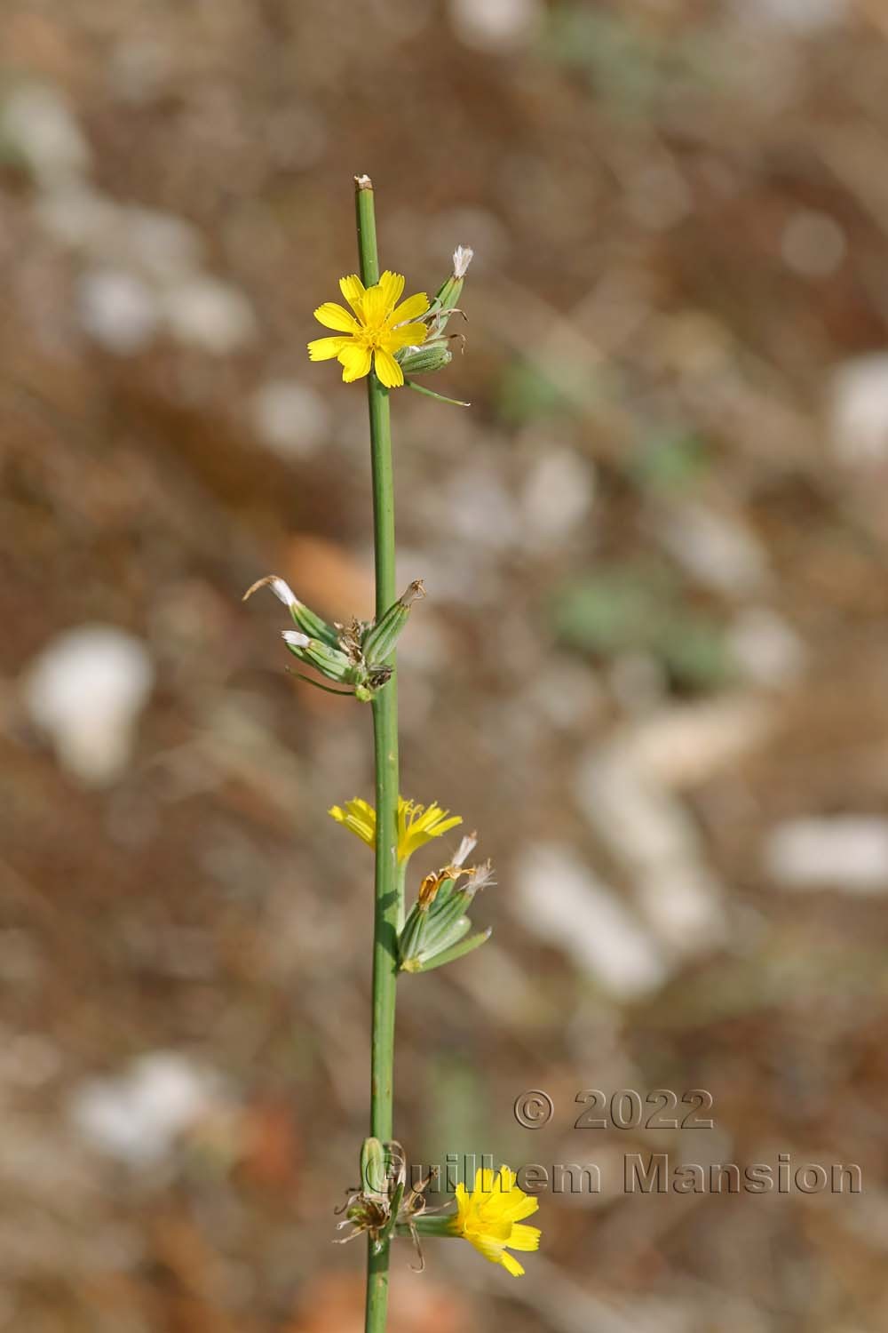 Chondrilla juncea