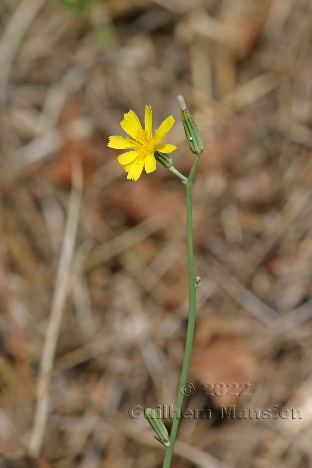 Chondrilla juncea