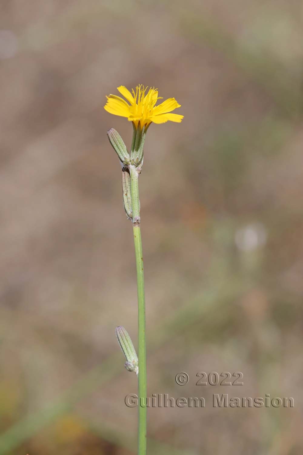 Chondrilla juncea