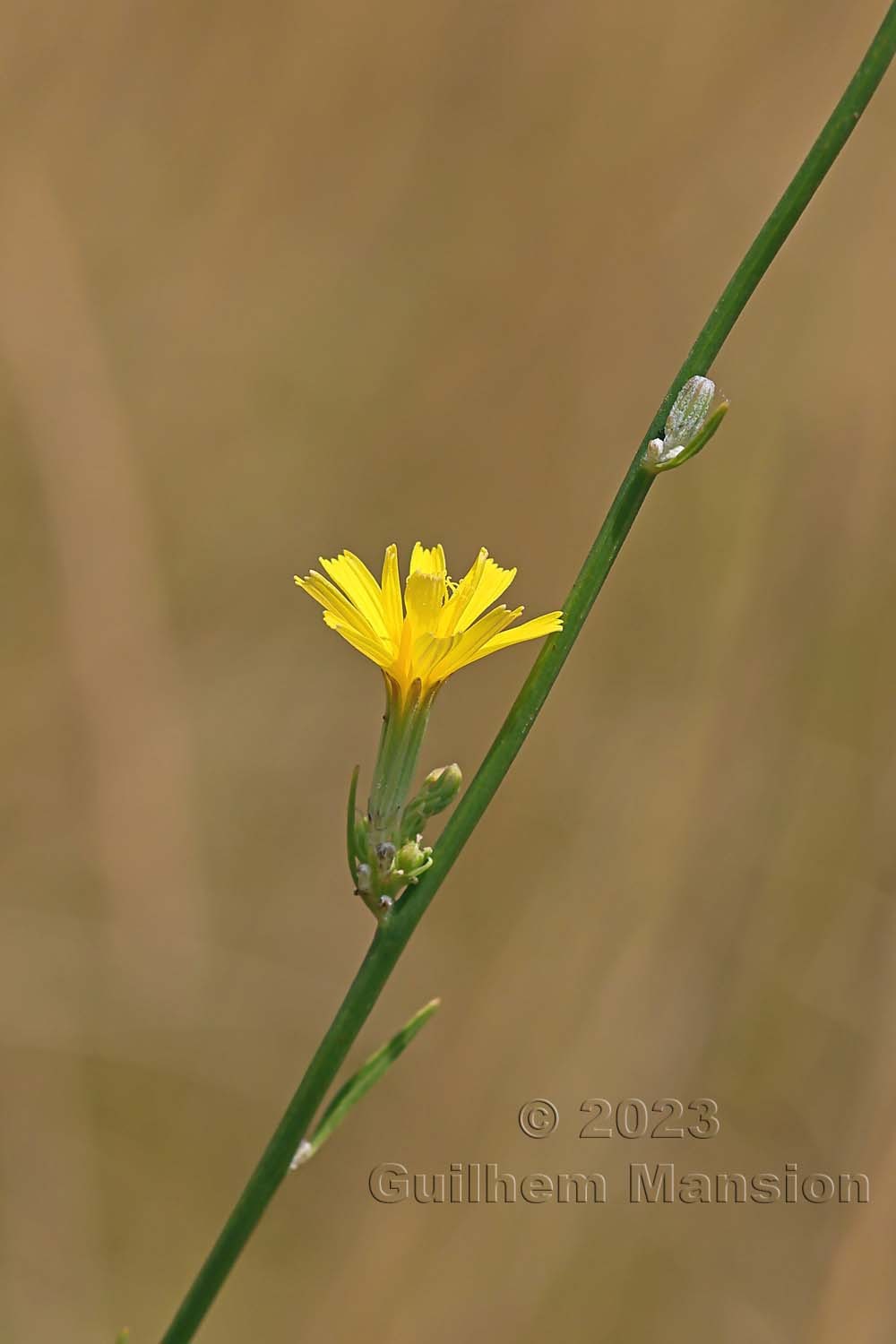 Chondrilla juncea