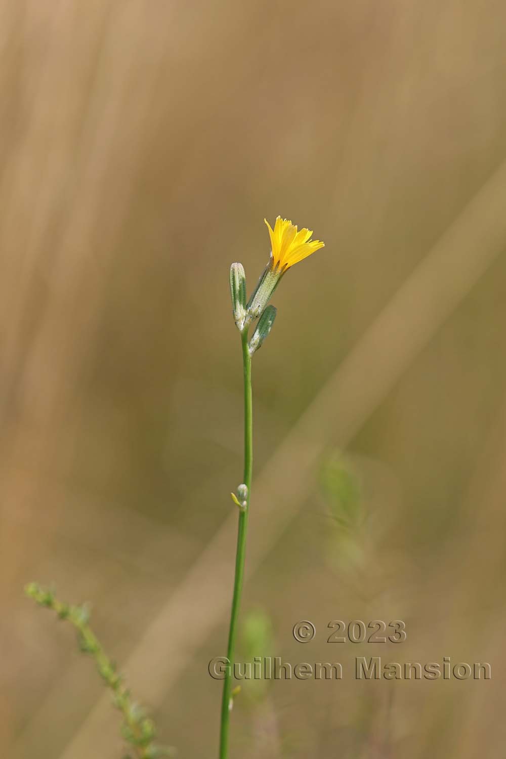 Chondrilla juncea