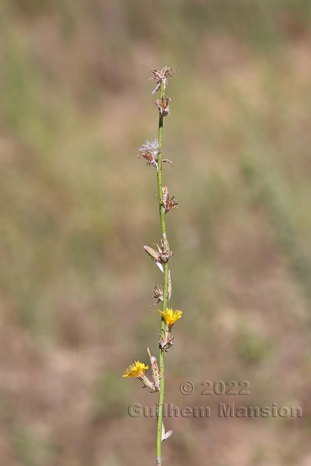 Chondrilla juncea