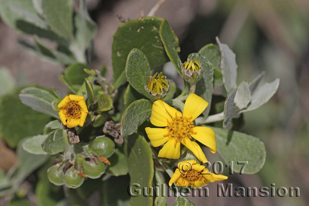 Chrysanthemoides incanum