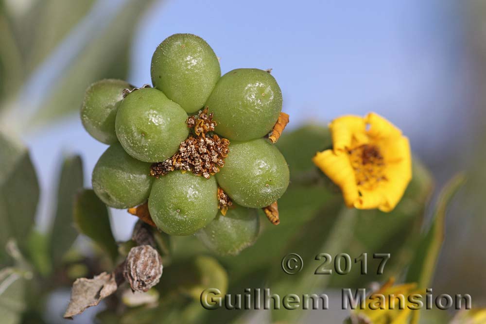 Chrysanthemoides incanum