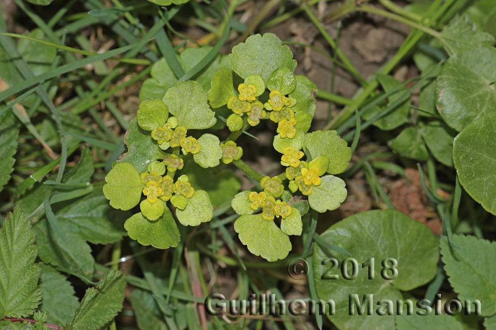 Chrysosplenium alternifolium