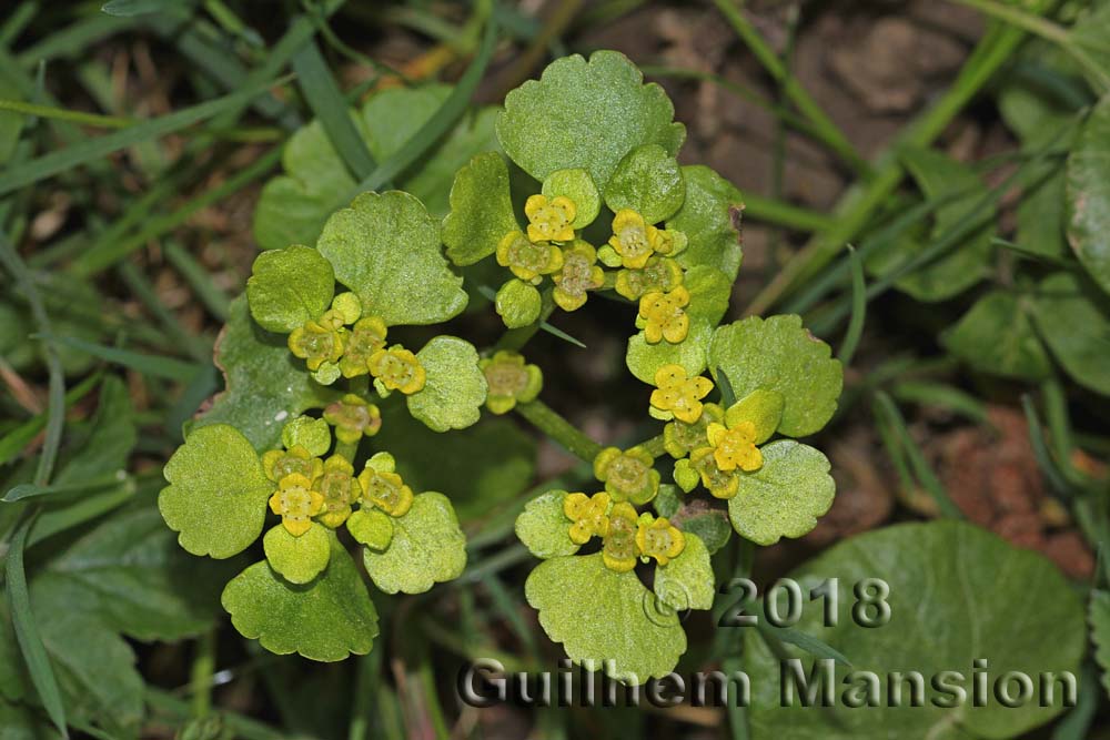 Chrysosplenium alternifolium