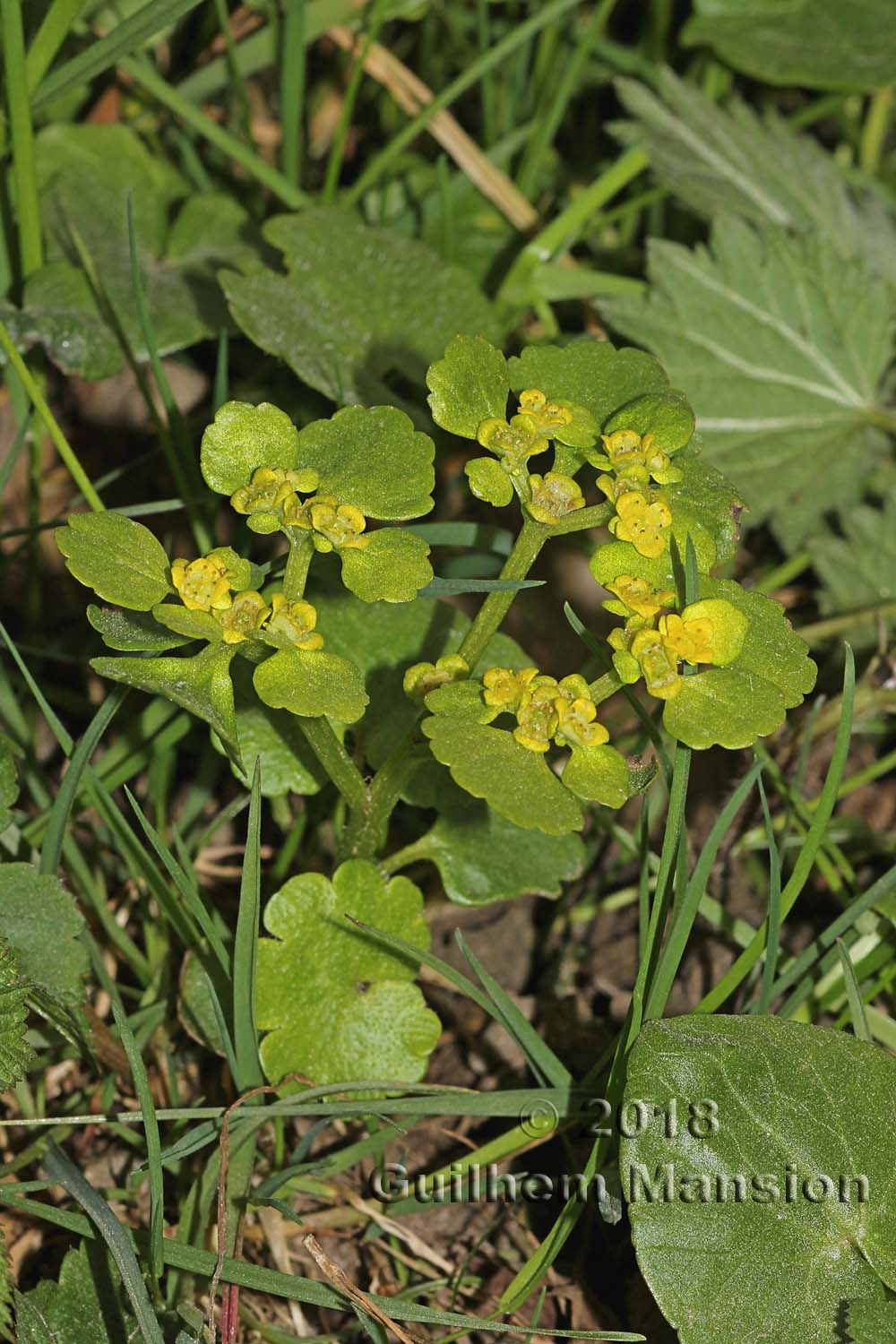 Chrysosplenium alternifolium