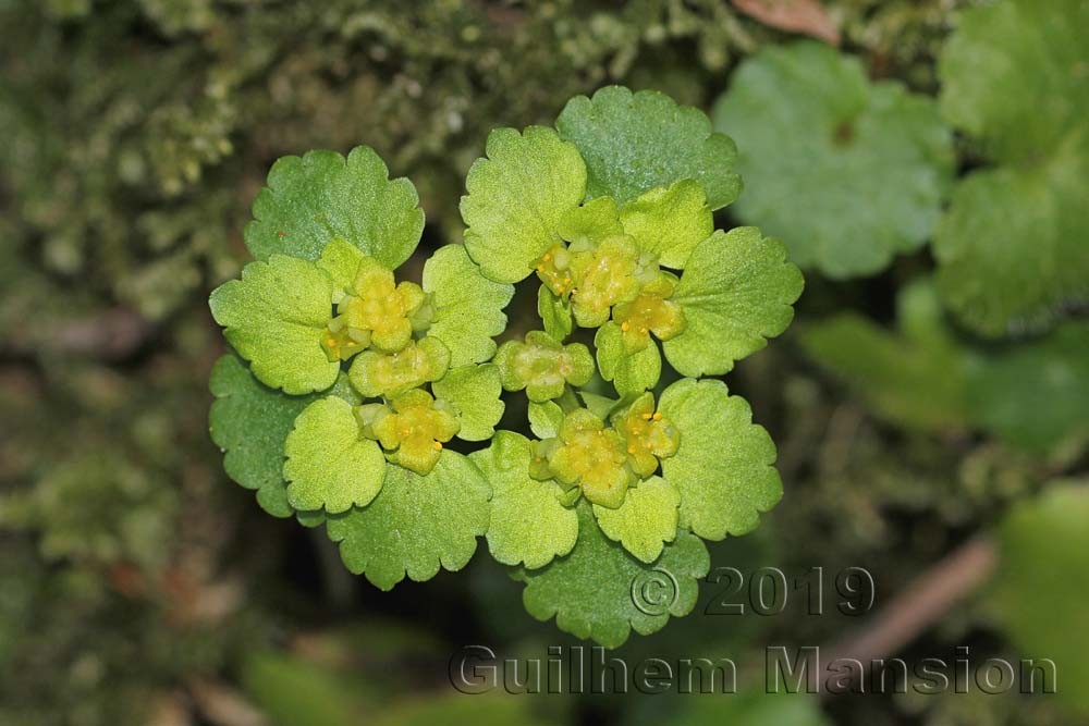 Chrysosplenium alternifolium