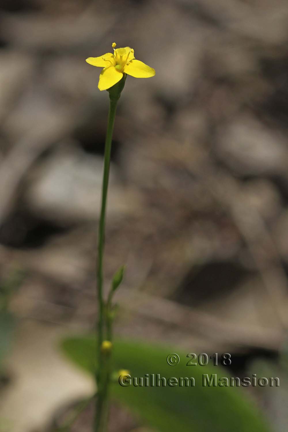 Cicendia filiformis