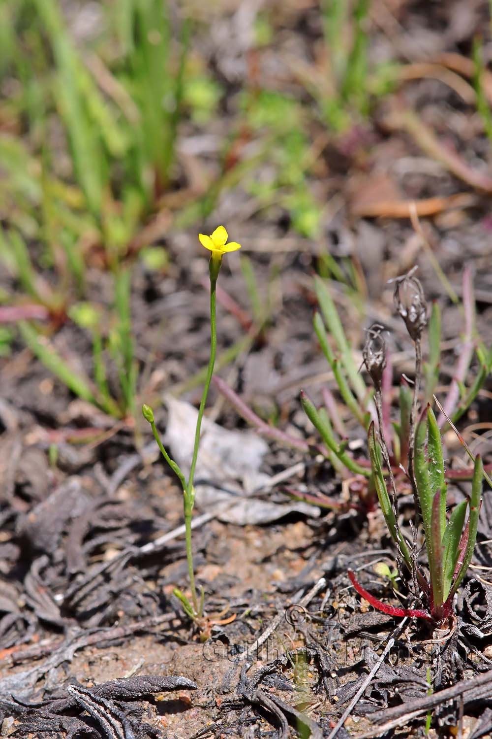 Cicendia filiformis