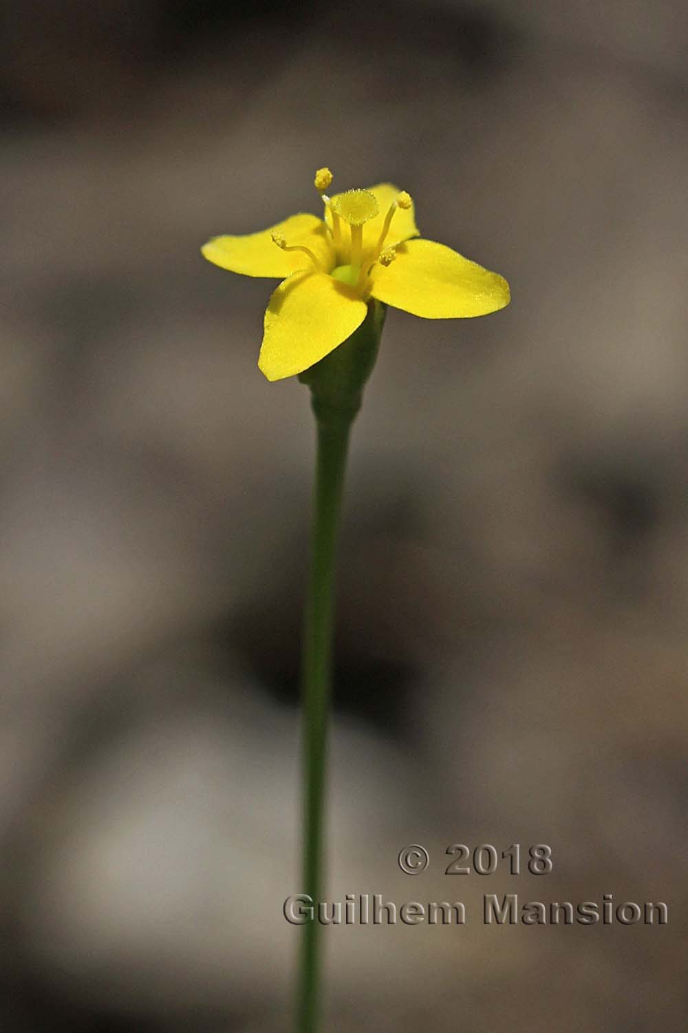 Cicendia filiformis