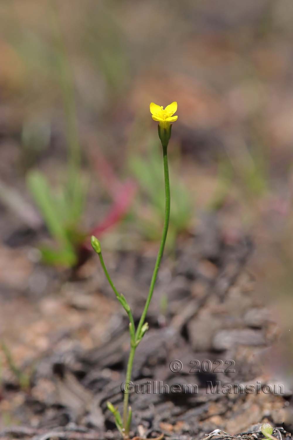 Cicendia filiformis