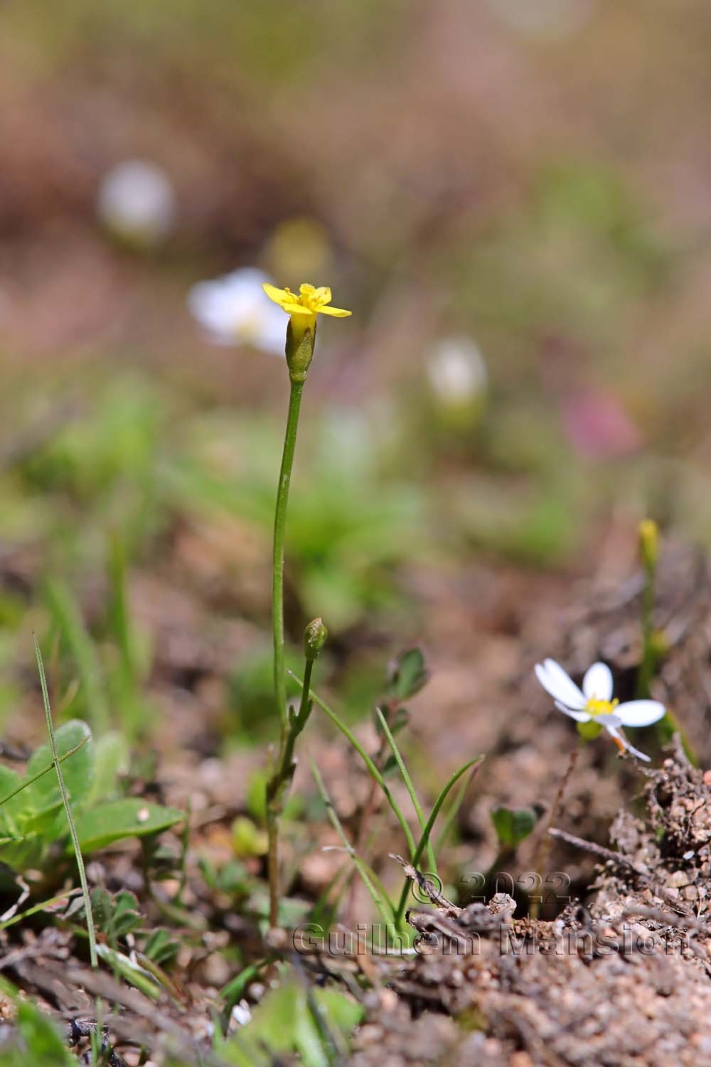 Cicendia filiformis