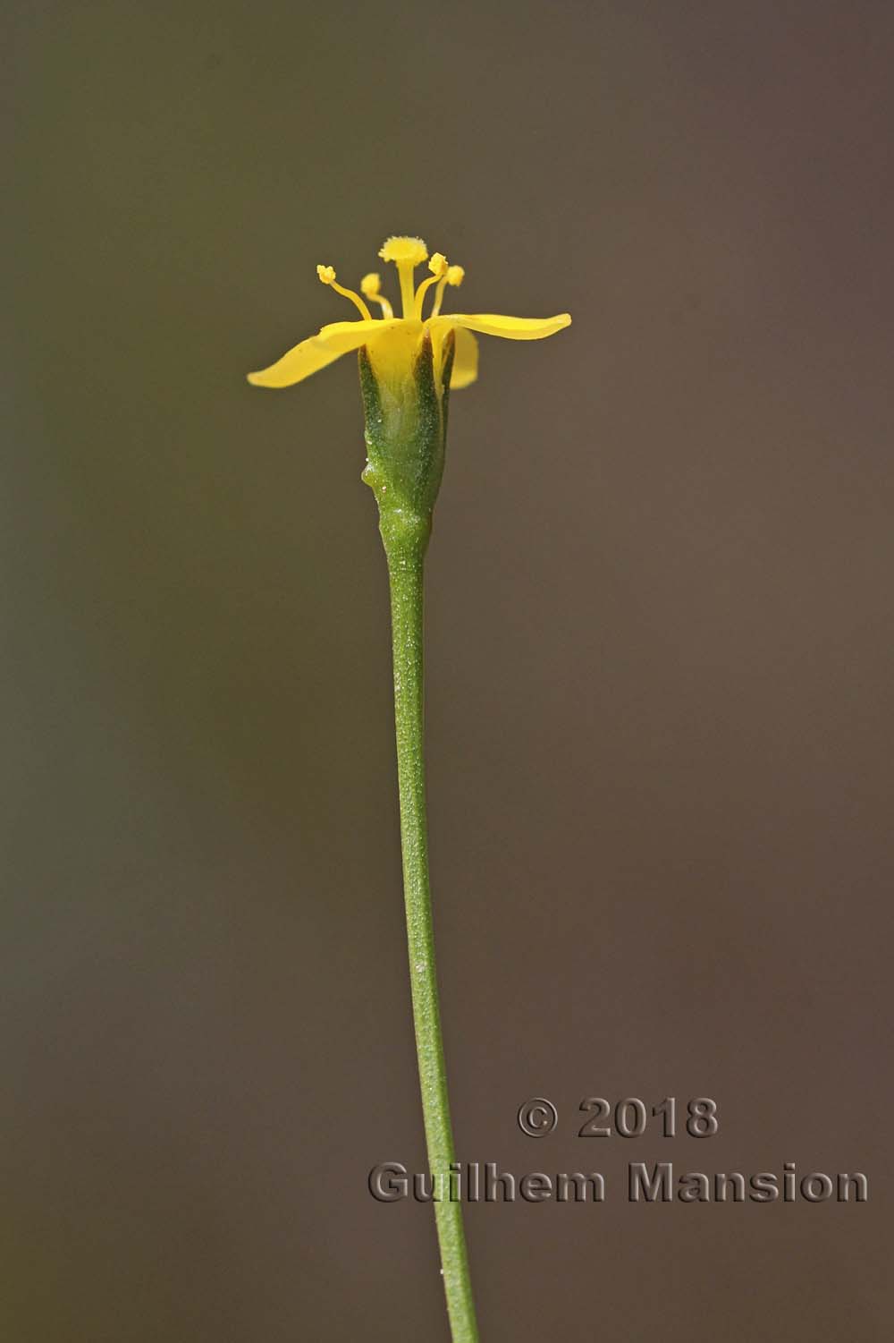 Cicendia filiformis