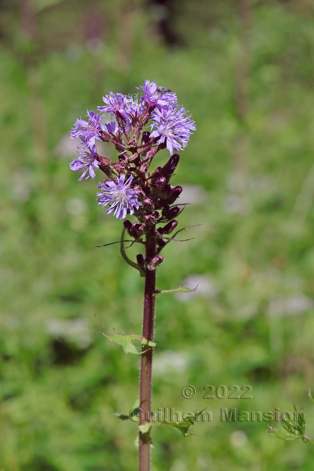 Cicerbita alpina